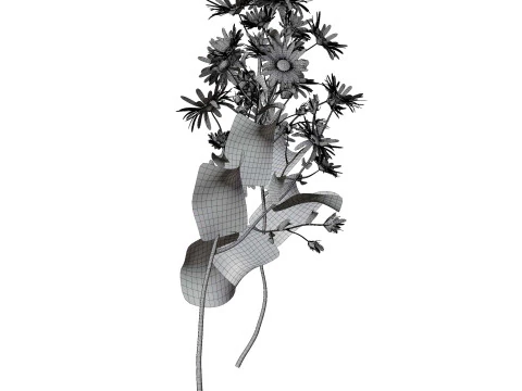 Marguerite daisy 3D Model