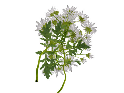 玛格丽特雏菊 3D 模型