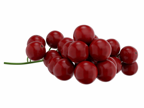 Red Currant fruit 3D 모델