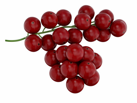 Red Currant fruit 3D 모델
