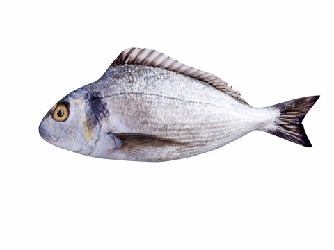 Bream Fish 3D Model