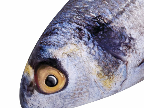 Bream Fish Model 3D