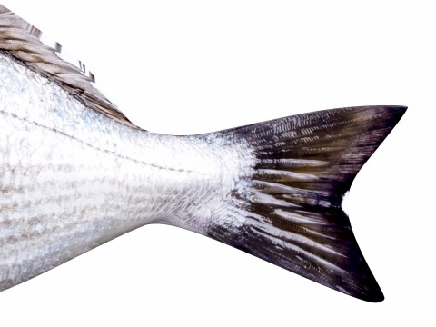 Bream Fish Model 3D