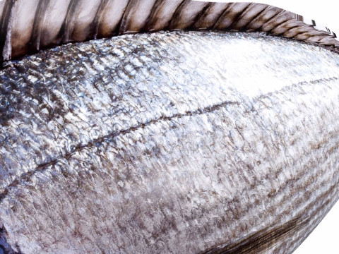 Bream Fish Model 3D