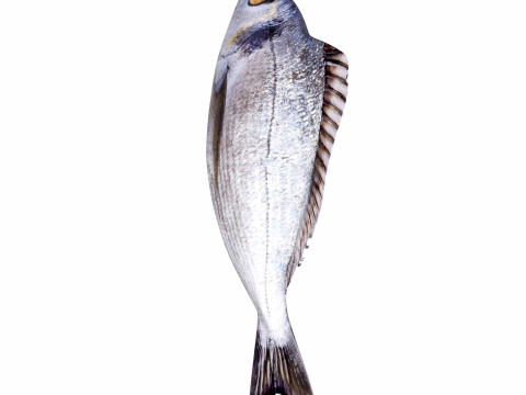 Bream Fish Model 3D