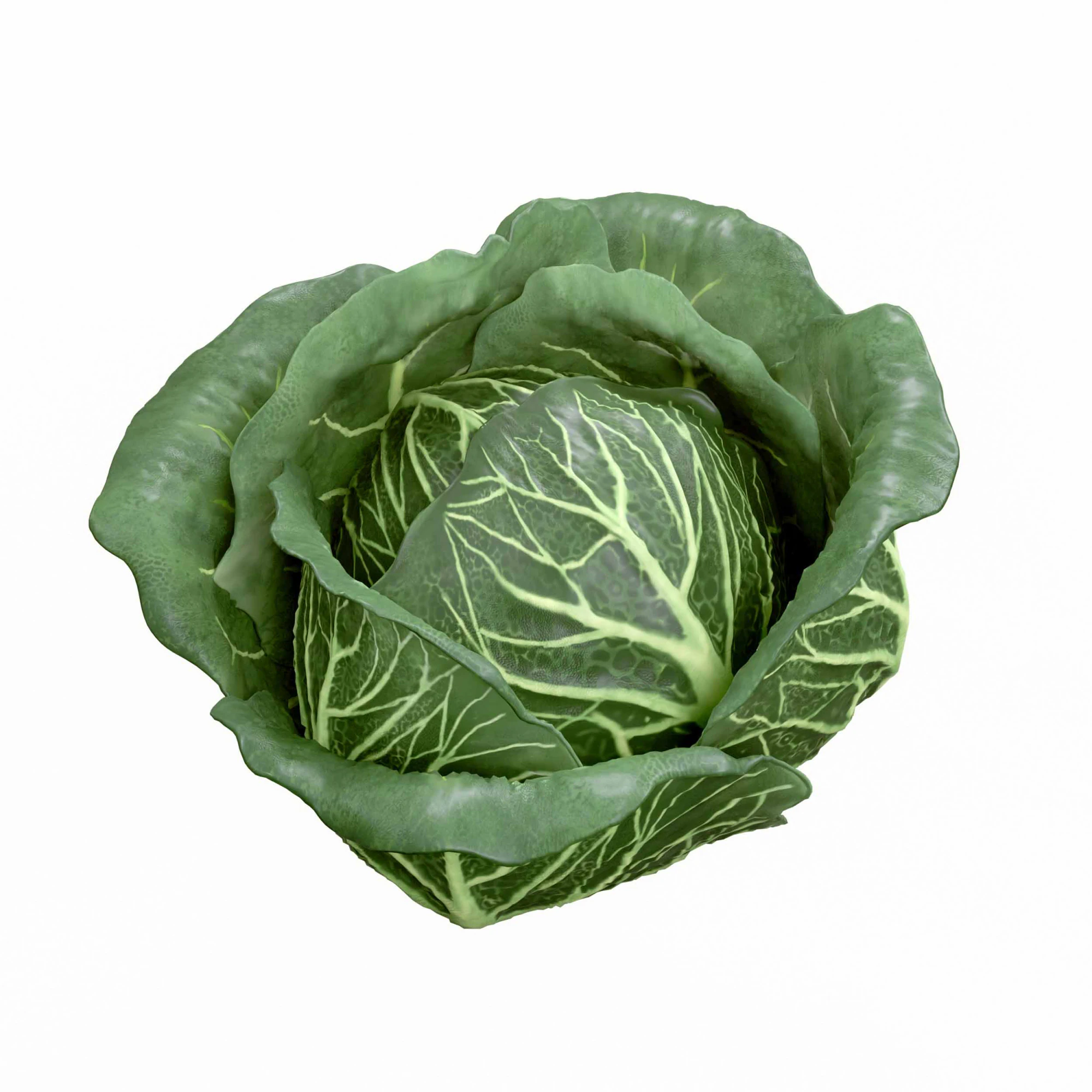 Cabbage 3D Model .c4d .max .obj .3ds .fbx .stl .blend 