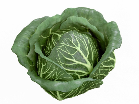 Cabbage 3D 모델