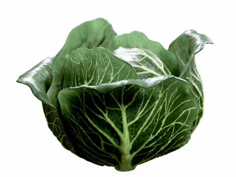 Cabbage 3D Model