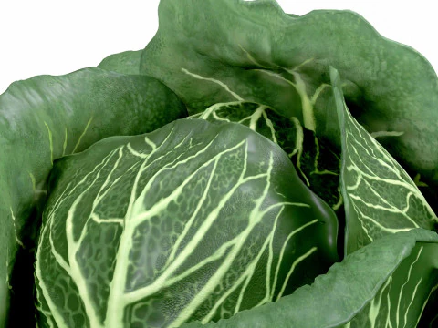 Cabbage 3D Model