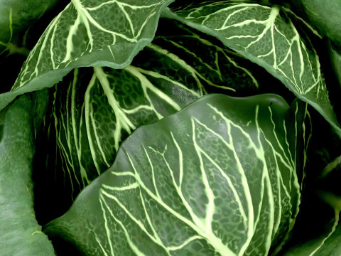 Cabbage 3D Model