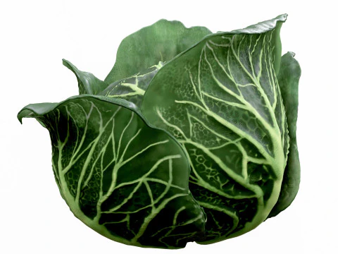 Cabbage 3D Model