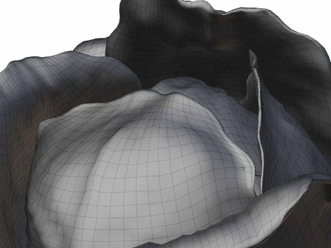 Cabbage 3D Model