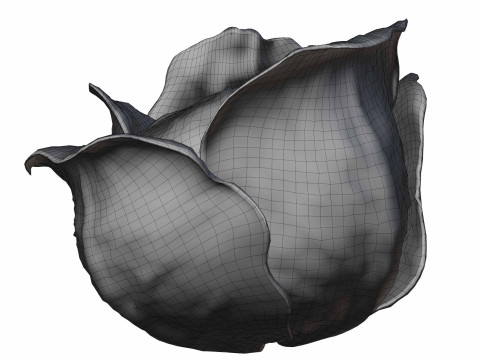 Cabbage Modelo 3D