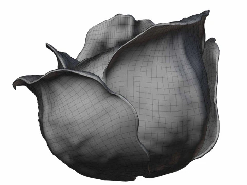 Cabbage 3D Model