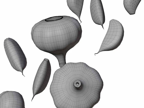 Garlic full and half both 3D Model