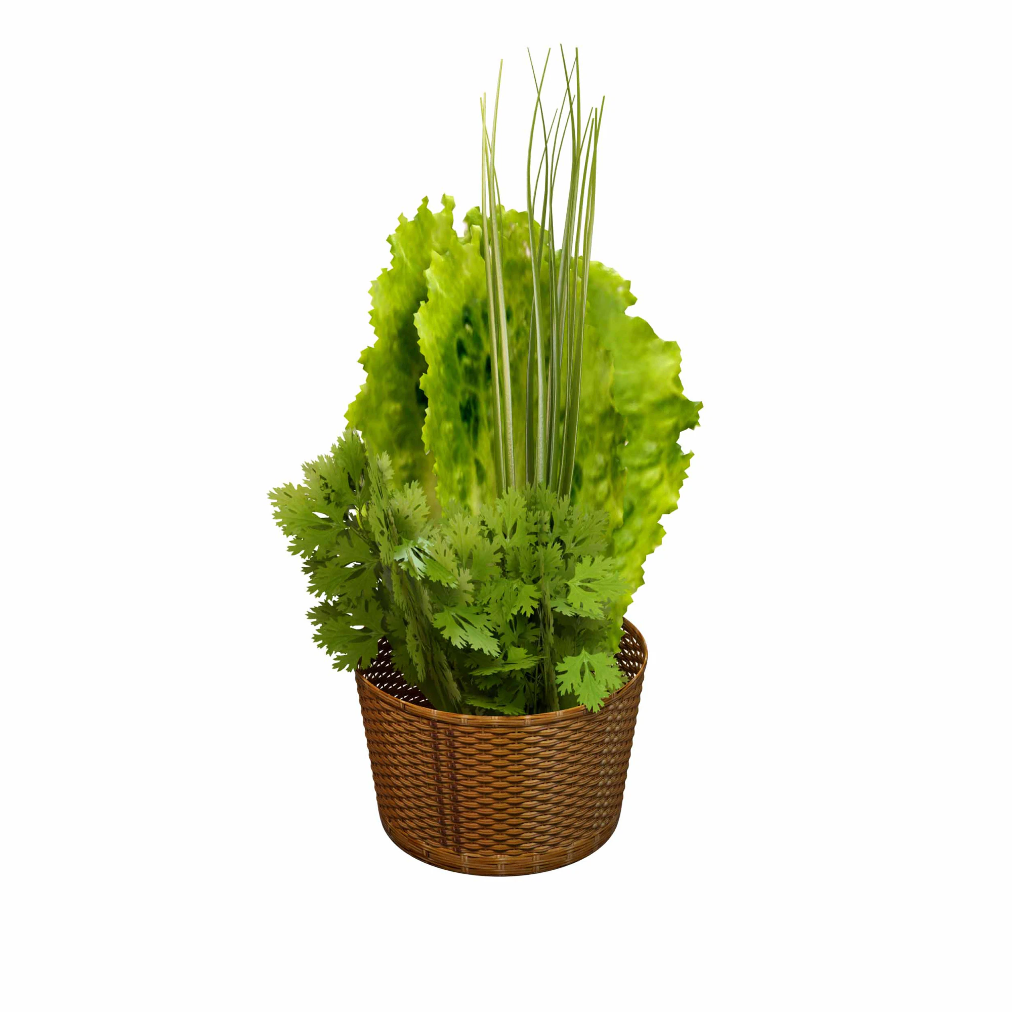 Leafy Greens 3D Model .c4d .max .obj .3ds .fbx .stl .blend 