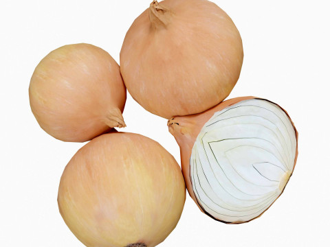 Onion Model 3D