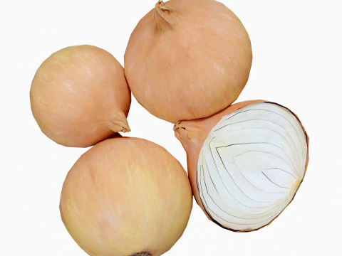 Onion 3D Model