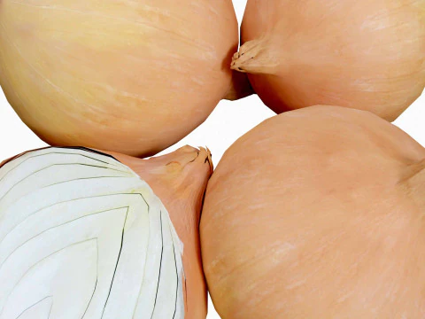 Onion 3D Model