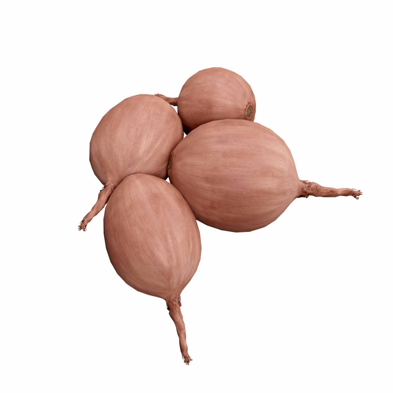 Onions 3D मॉडल .c4d .max .obj .3ds .fbx .stl .blend