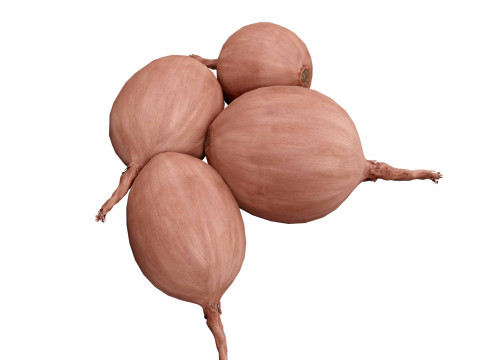 Onions Modello 3D