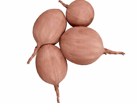 Onions 3D मॉडल