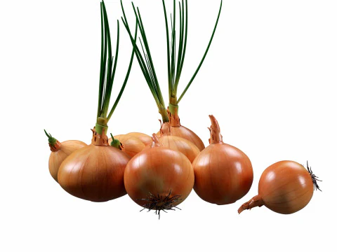 Onion set 3D Model