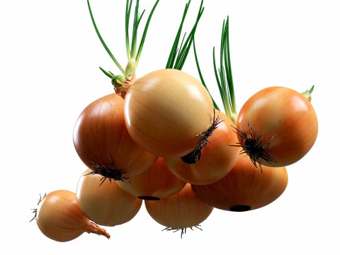 Onion set 3D Model