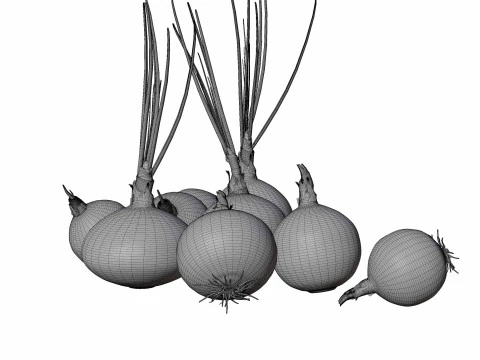 Onion set 3D Model