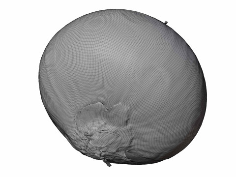 Red Onion Model 3D