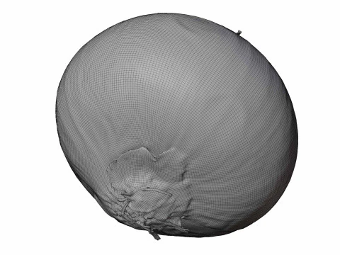 Red Onion 3D Model