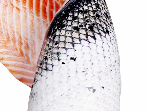 Salmon fish Filet 3D Model
