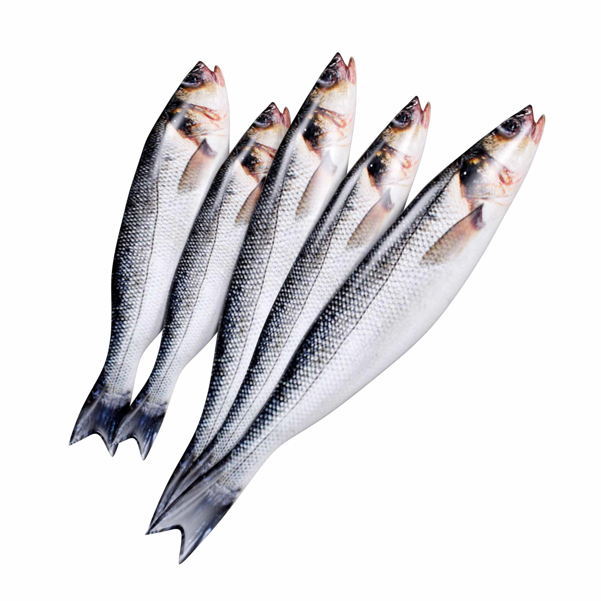 Seabass Fish 3D Model .c4d .max .obj .3ds .fbx .stl .blend 