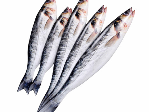 Seabass Fish 3D Model