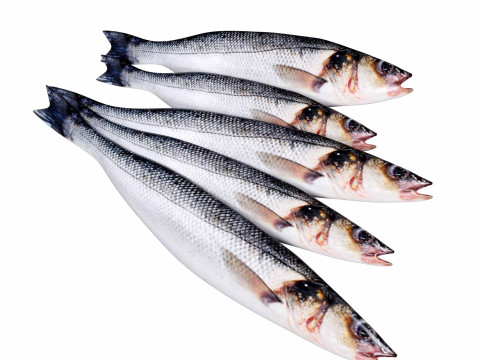 Seabass Fish 3D Model