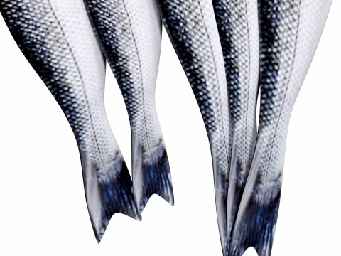 Seabass Fish 3D Model