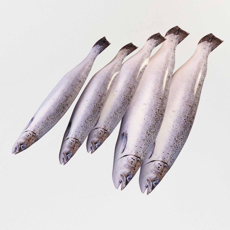 Seabass Fish 3Dモデル .c4d .max .obj .3ds .fbx .stl .blend