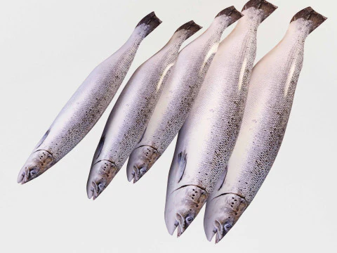 Zeebaars Vis 3D Model