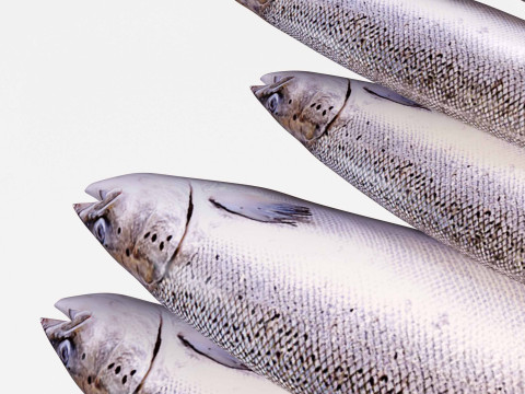 Seabass Fish 3Dモデル
