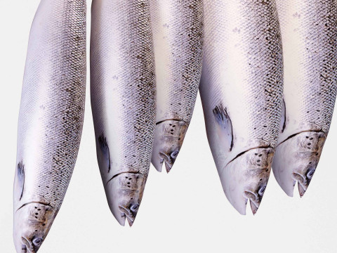 Seabass Fish 3Dモデル