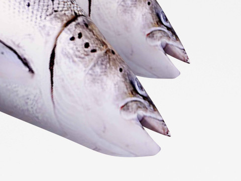 Seabass Fish 3Dモデル