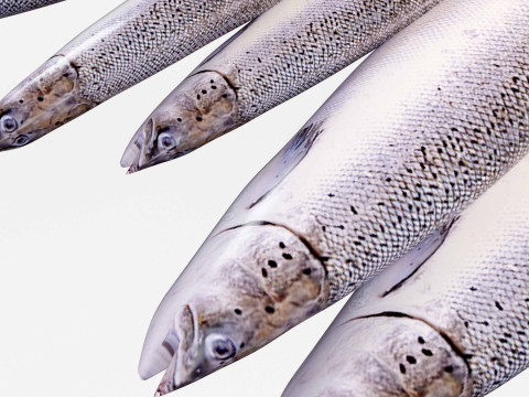 Seabass Fish 3Dモデル