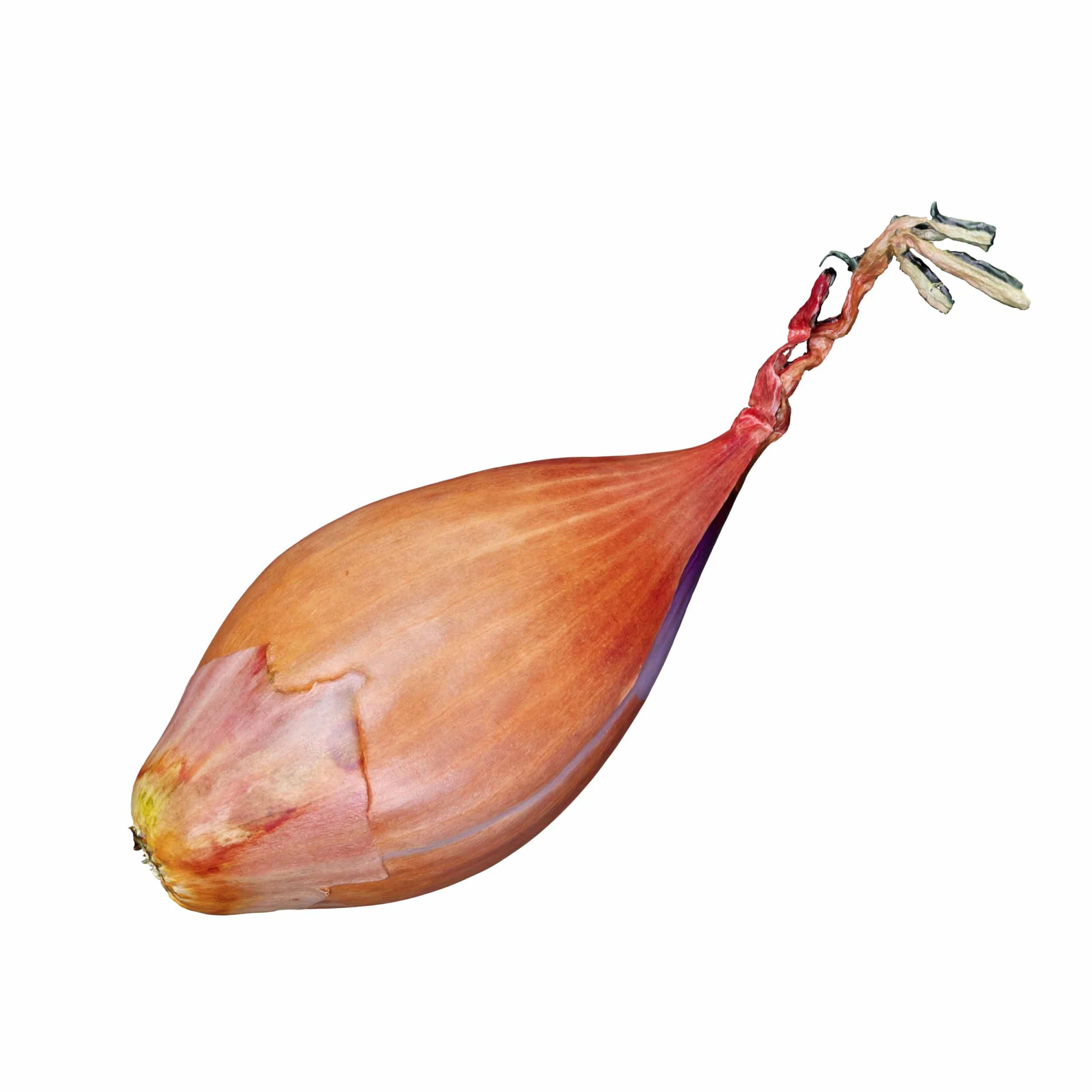 Shallot Onion 3D Model .c4d .max .obj .3ds .fbx .stl .blend 