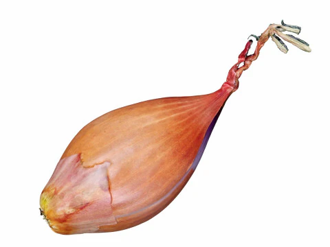 Cebolla chalote Modelo 3D