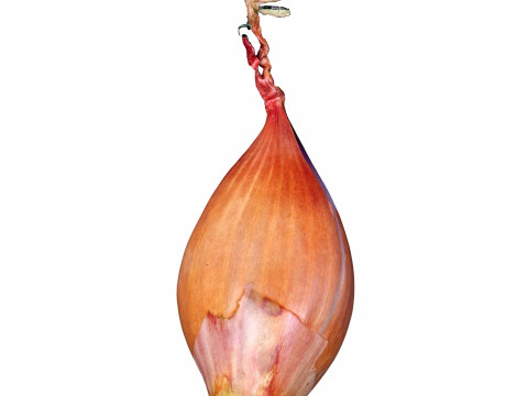 Shallot Onion 3D मॉडल