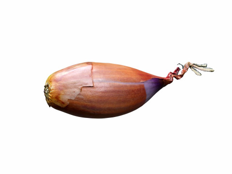 Shallot Onion 3D मॉडल