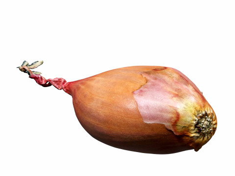 Shallot Onion 3D मॉडल
