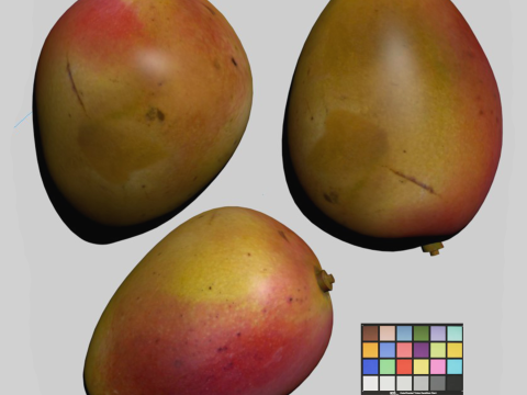 Mango Model 3D