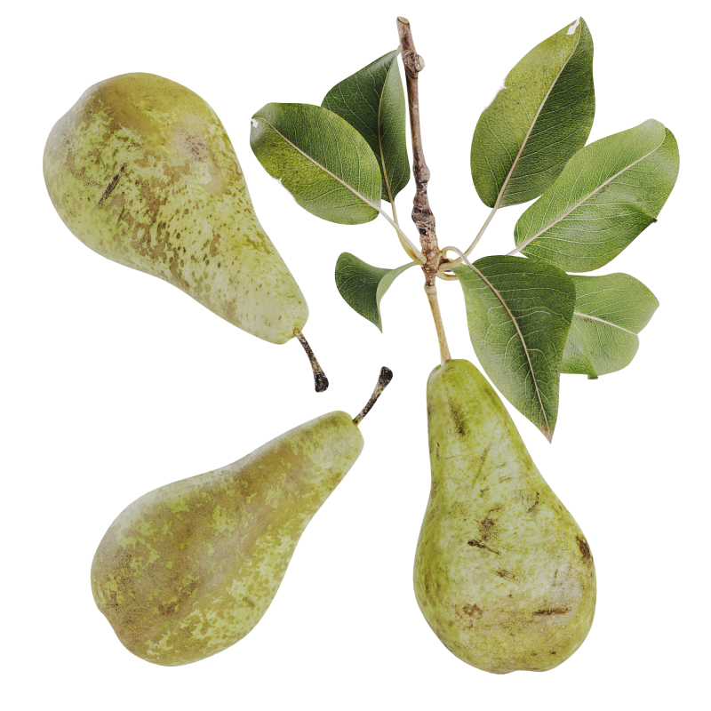 Pear 3D Model .c4d .max .obj .3ds .fbx .stl .blend 