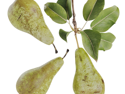 Pear 3D Модель